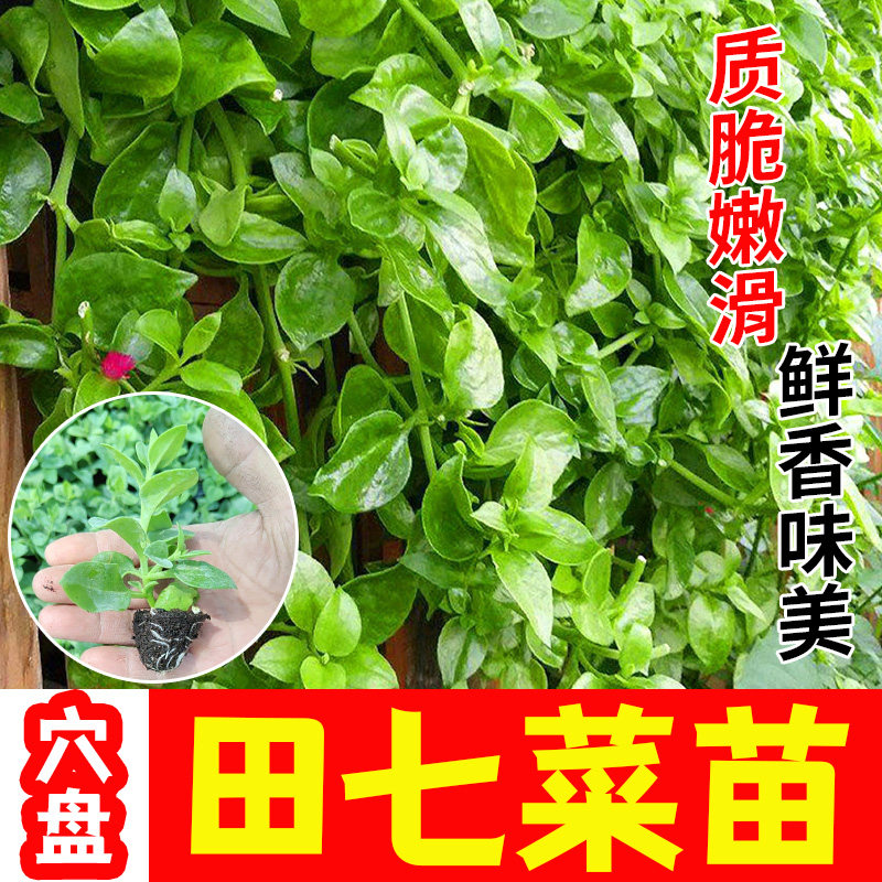 田七种苗秧食用养生特色野