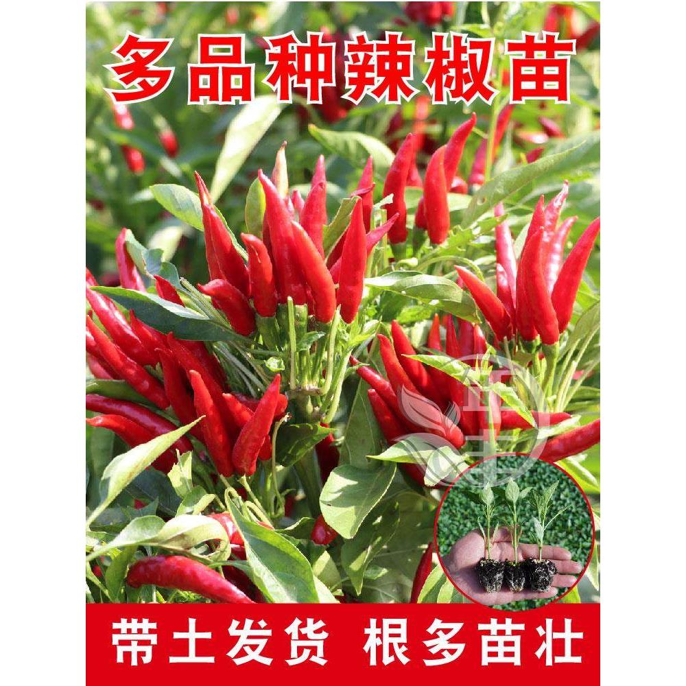 山东五彩椒薄皮四季辣苗秧