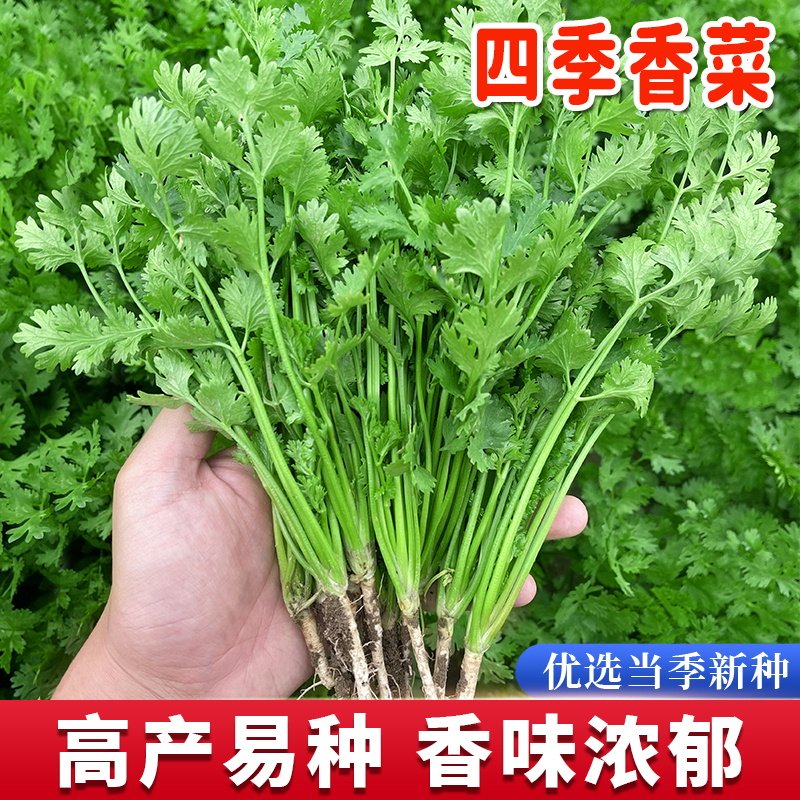 香菜籽种大全四季子盆栽苗