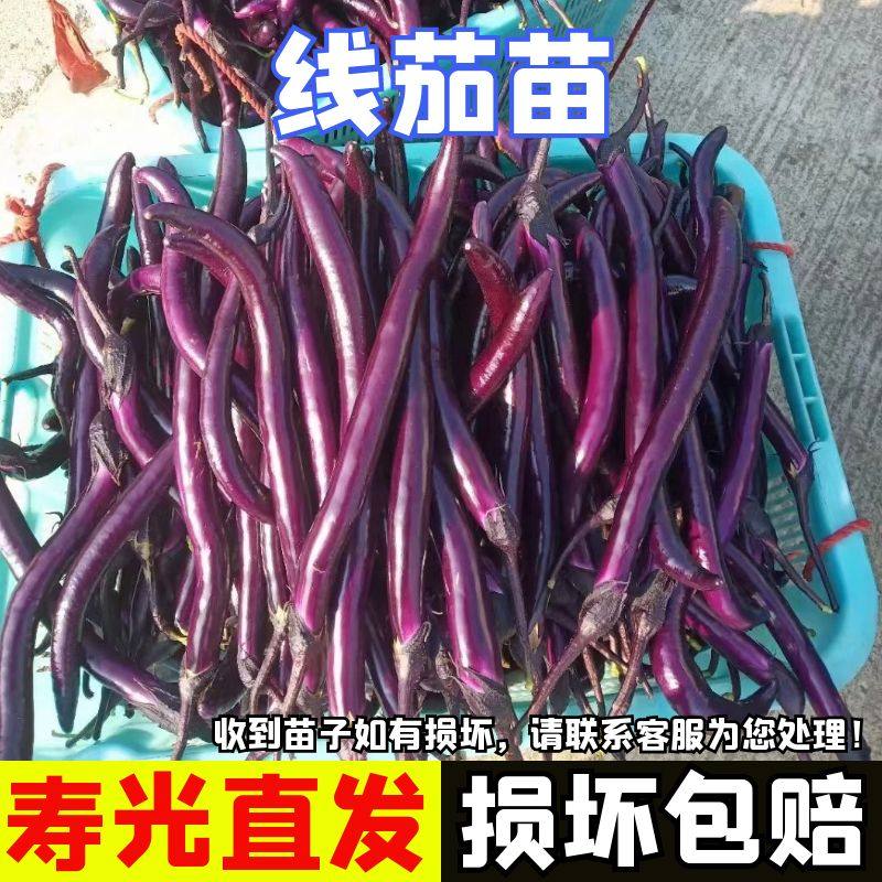 线茄子苗线茄苗子杭茄苗子长茄苗杭茄一号秧苗阳台四季盆栽蔬菜苗,鲜花速递/花卉仿真/绿植园艺,家庭园艺种子,淘宝优惠券,粉丝福利购,淘宝优惠卷