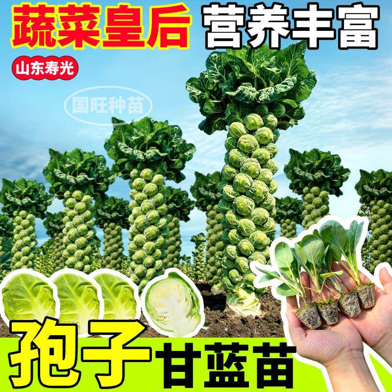 孢子甘蓝苗秧四季高产抱迷