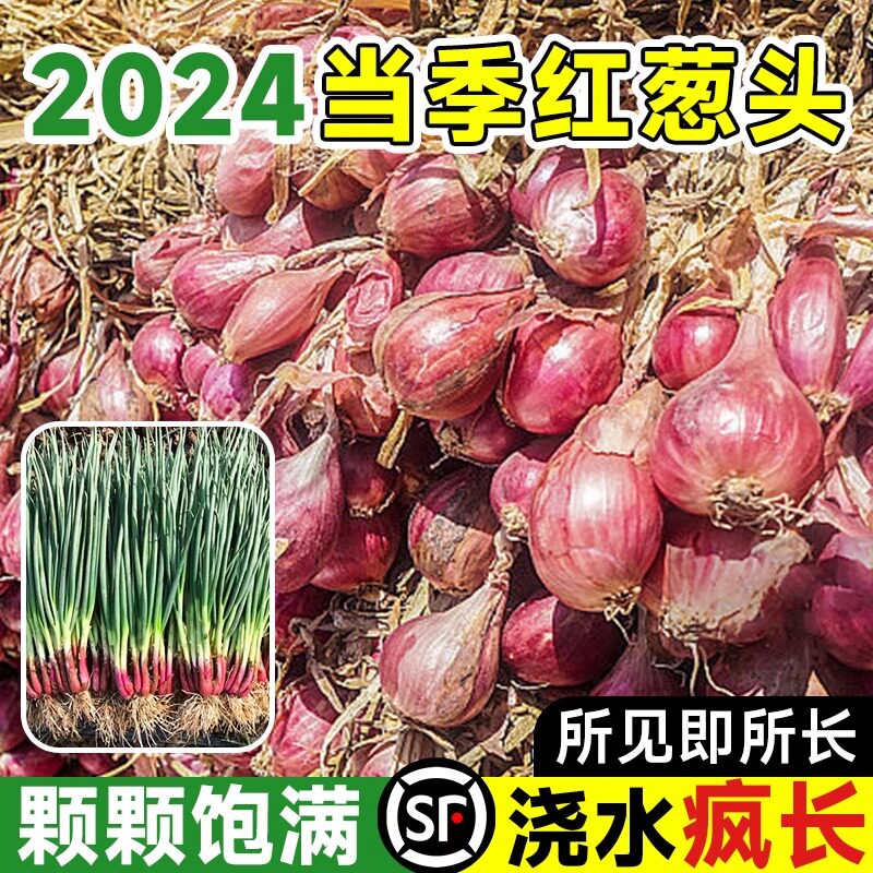 正宗广东红葱头种盆栽香苗