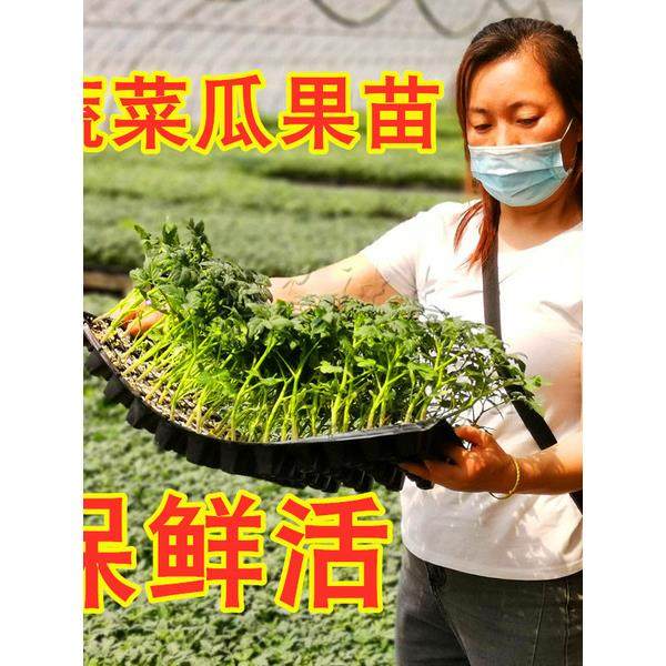 西瓜苗辣椒秋葵茄子红柿黄