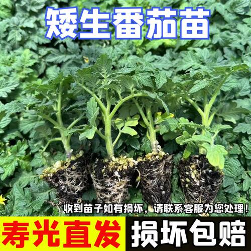 红矮生番茄苗四季圣女果盆栽苗