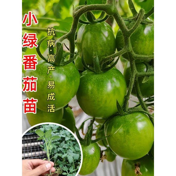 清甜小绿番茄苗秧青口蜜种