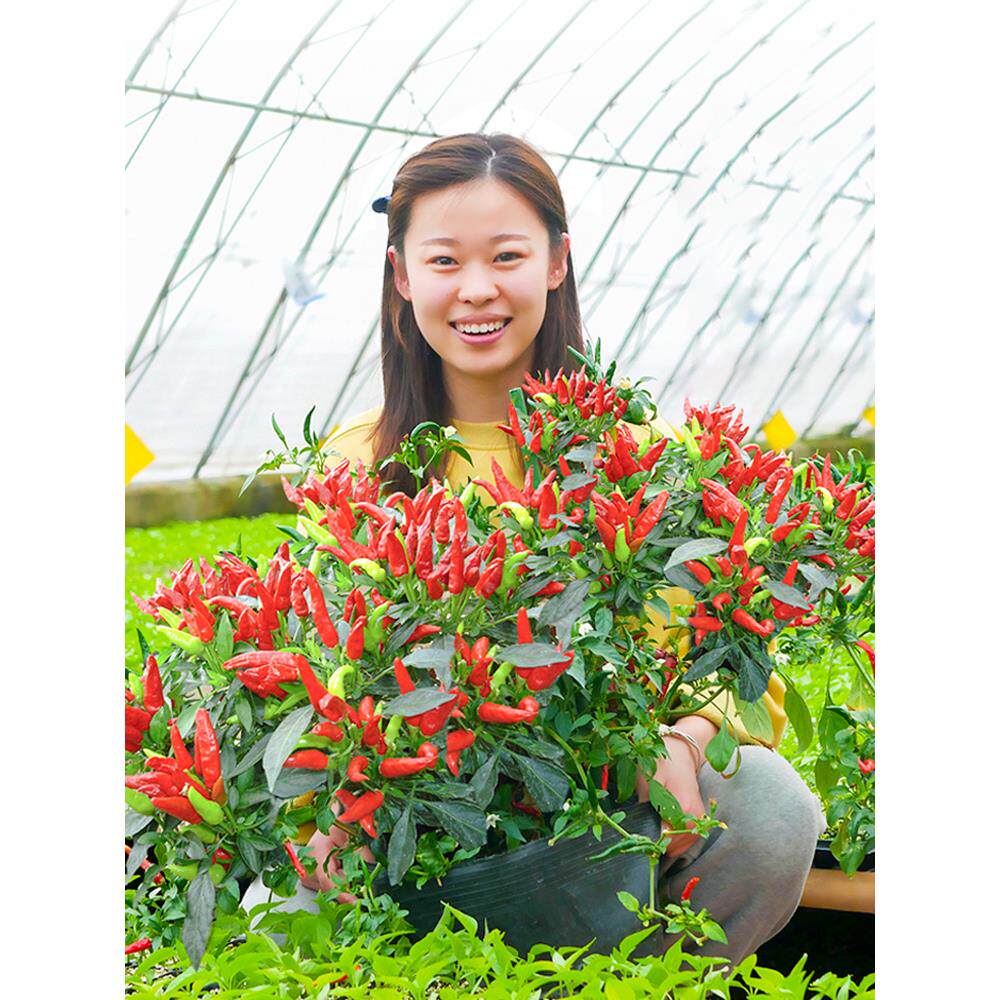七彩辣椒种籽孑苗秧朝天菜