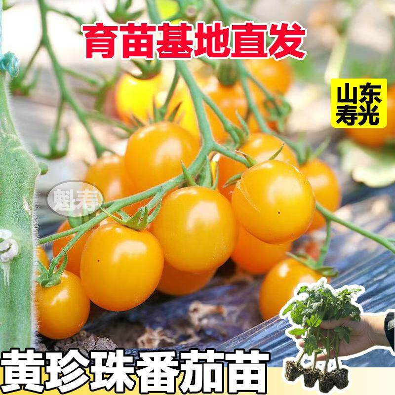 四季秧苗带土西红柿圣女果