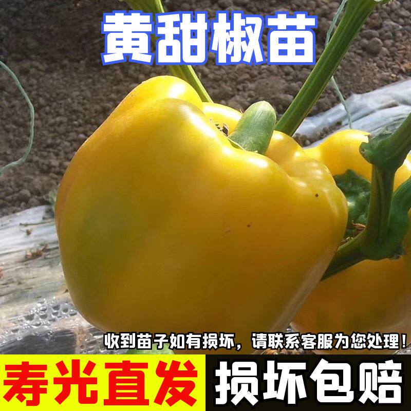 黄甜椒苗子黄彩椒秧苗四季蔬菜苗