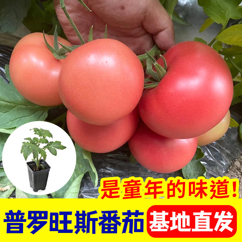 普罗旺斯番茄苗子种蔬菜幼