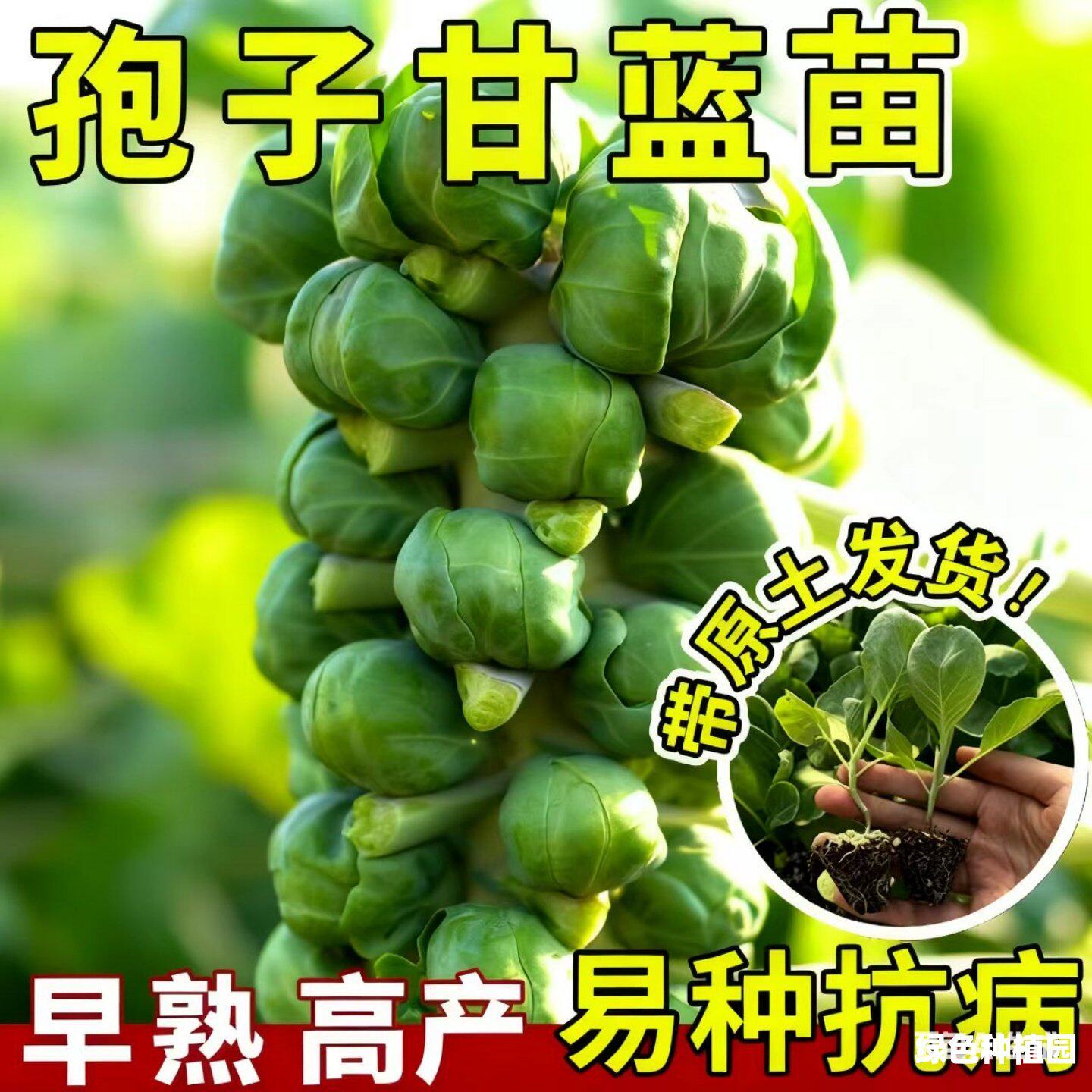 孢子甘蓝苗秧牛心羽衣抱种