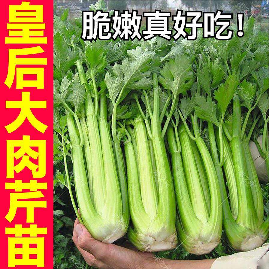 寿光大西芹苗秧带土球皇后