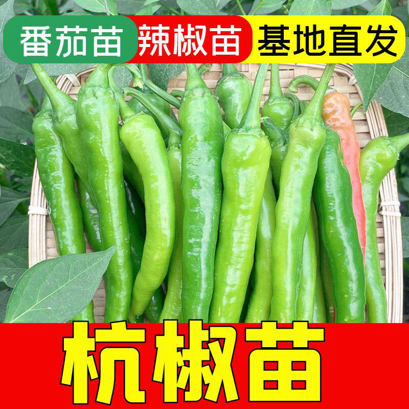 杭椒一号秧苗杭椒苗四季盆栽