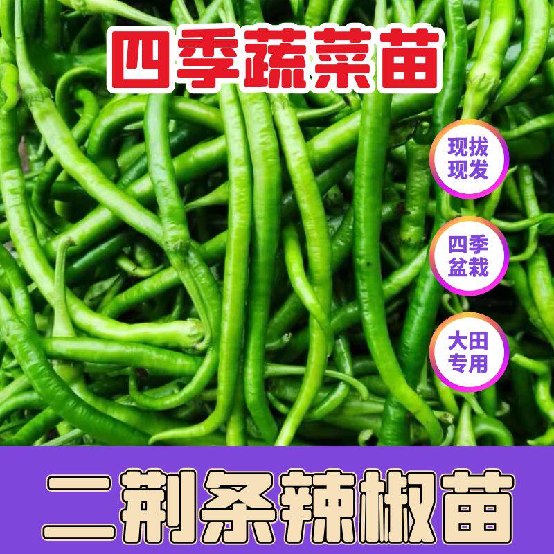 四季阳台盆栽线椒苗二荆条秧苗