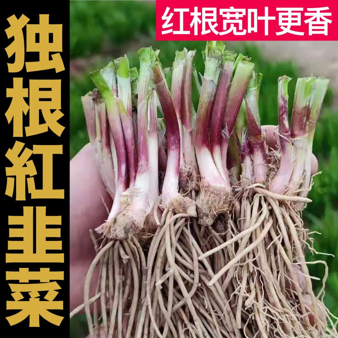 山东寿光当年新根宽叶紫韭