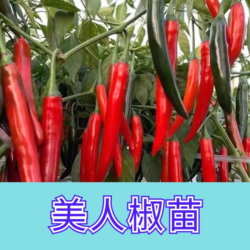 抗病美人椒苗子四季种巨辣辣椒苗