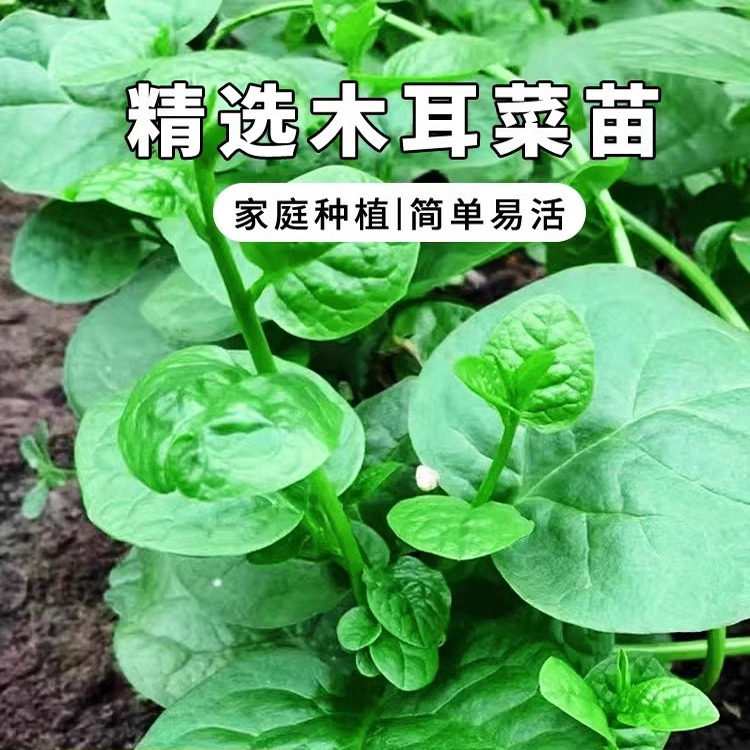 四季菜苗大叶木耳秧小种子