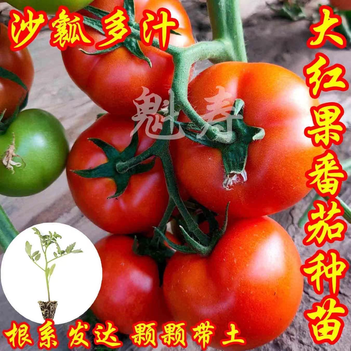 大粉果西红柿番茄苗子毛沙