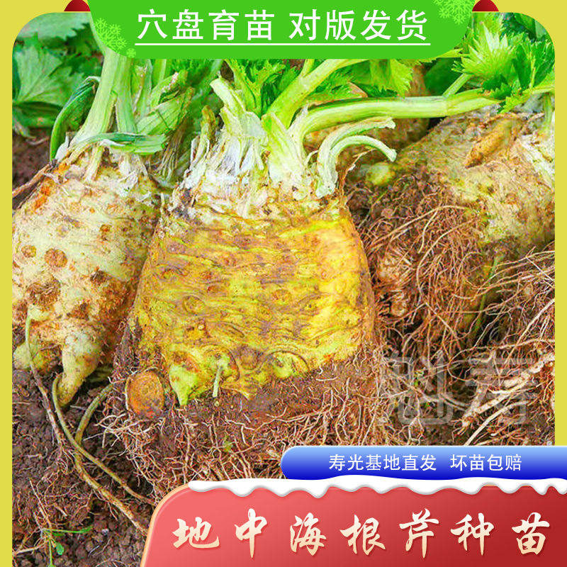 根芹种子孑地中海菜球型蔬