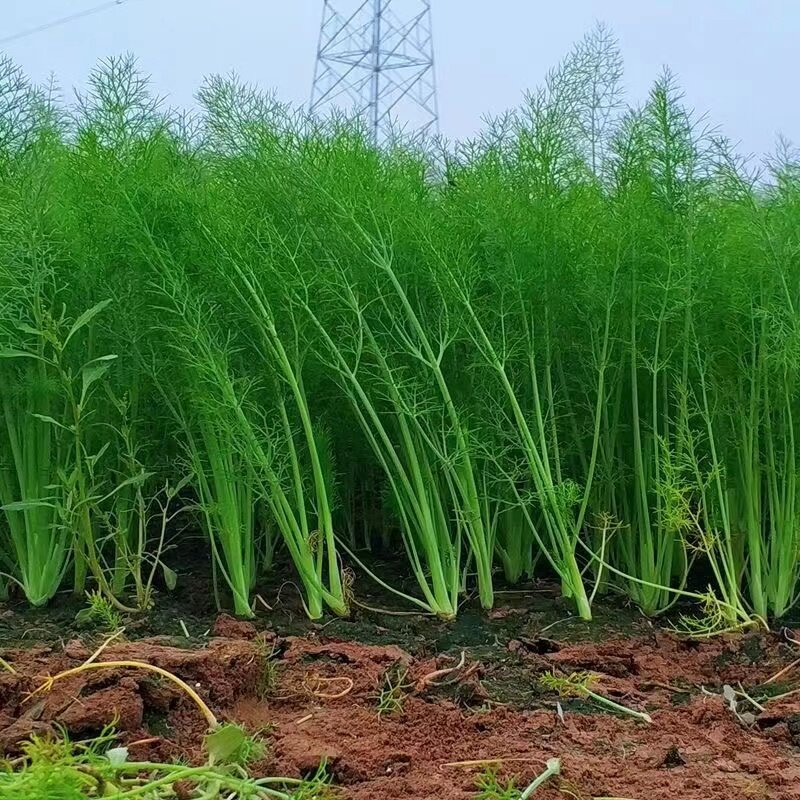 茴香苗种子蔬菜阳台盆栽球