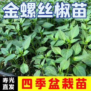 螺丝椒辣椒苗高产香辣特大辣椒苗子螺丝椒薄皮南方盆栽蔬菜苗秧