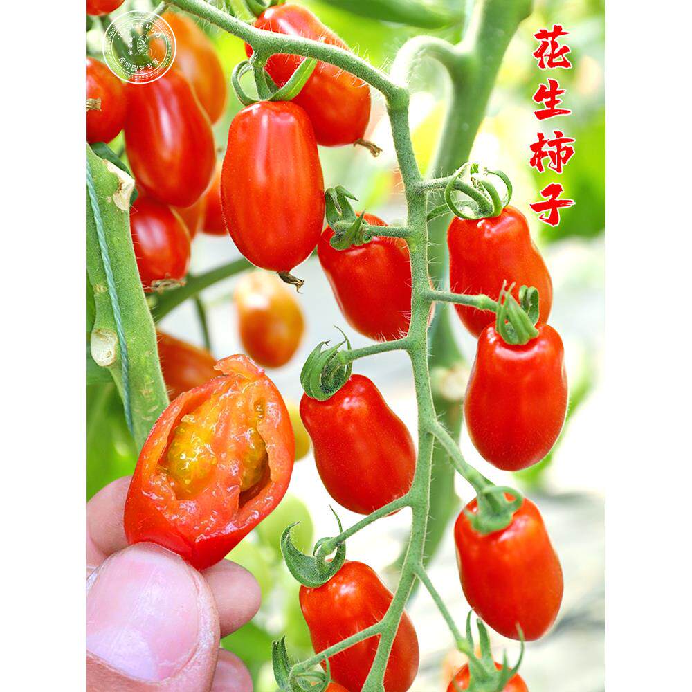 花生柿子丹东409樱桃番茄种子籽小西红柿盆栽四季圣女果苗蔬菜孑