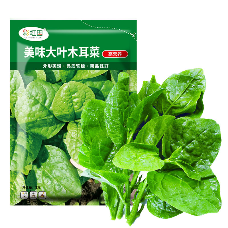 大叶木耳菜种子农家青春夏