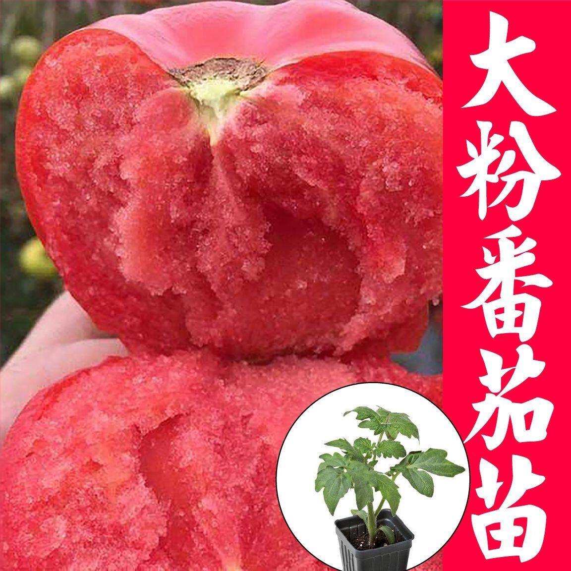 西红柿苗毛粉寿光番茄大子