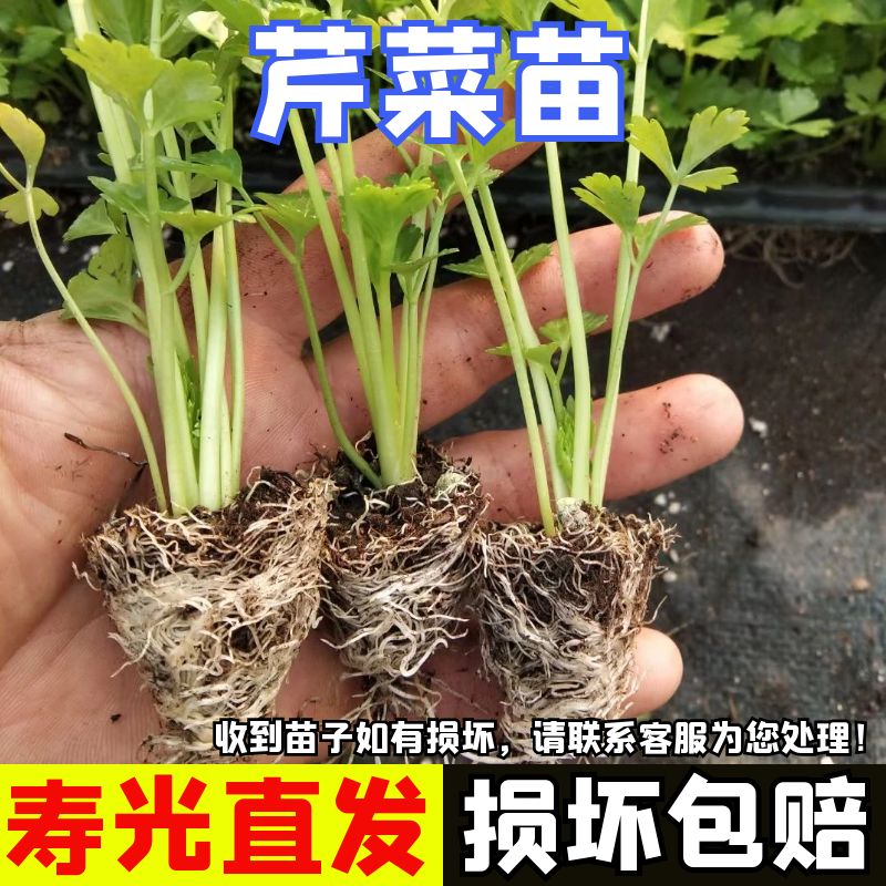 芹菜苗西芹苗子四季芹菜苗老品种皇后西芹苗幼苗盆栽山东蔬菜种苗