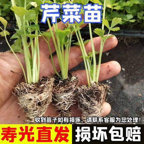 芹菜苗子皇后西芹秧苗芹菜盆栽苗