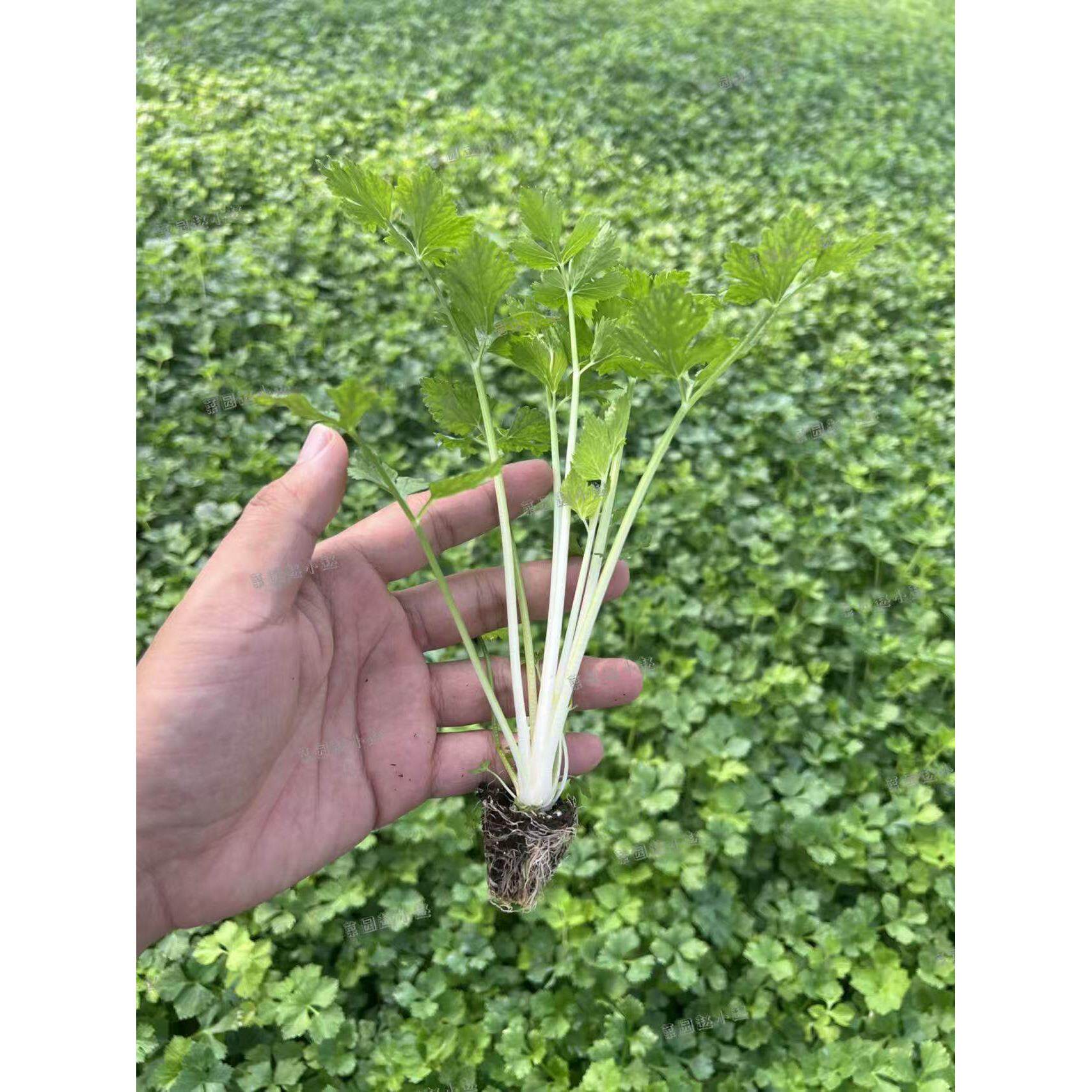 白芹菜种苗秧杆子雪四季阳