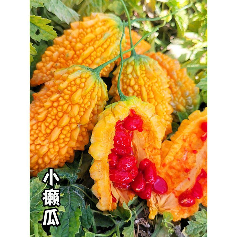 小癞瓜秧苗赖葡萄金铃子种苗金癞瓜苗子小苦瓜四季盆栽农家蔬菜苗