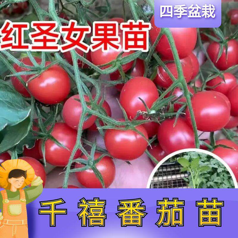 千禧圣女果种子小番茄四季西红柿蔬菜种籽苗秧孑大全秧苗盆栽果苗