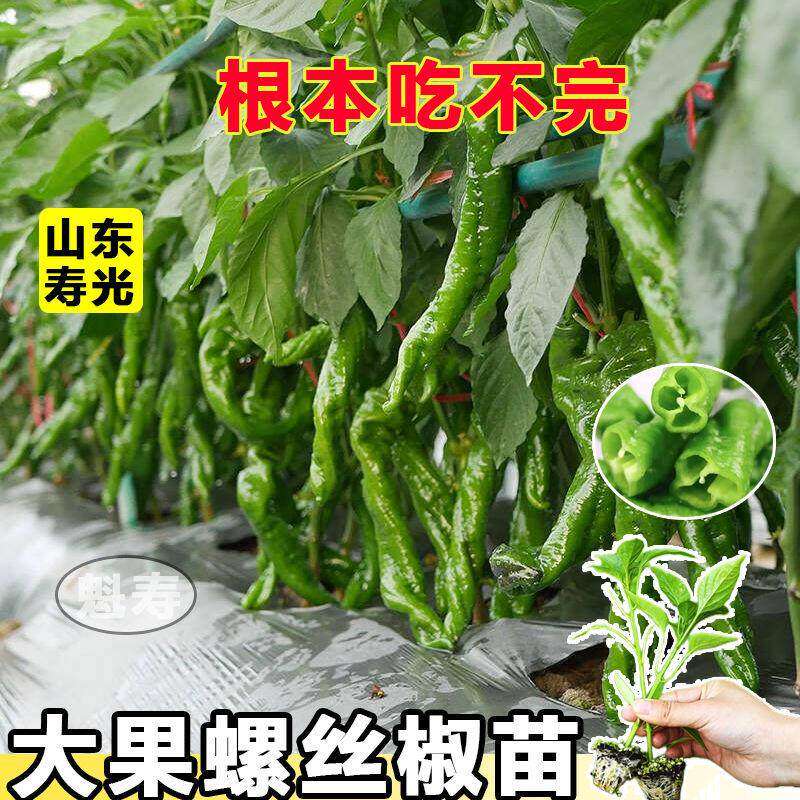 寿光大果压趴架螺丝椒苗秧