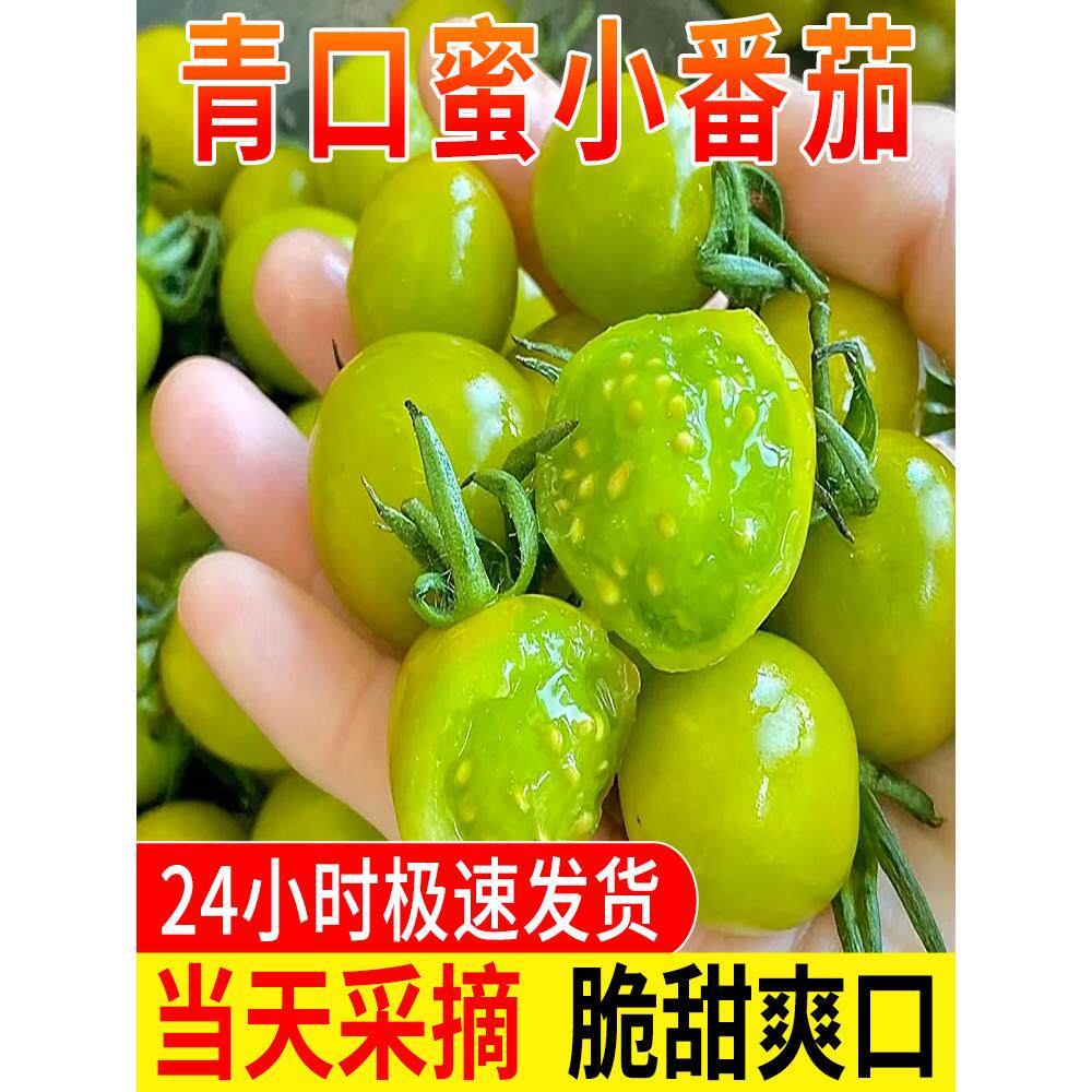青口蜜小番茄绿色的甜2号