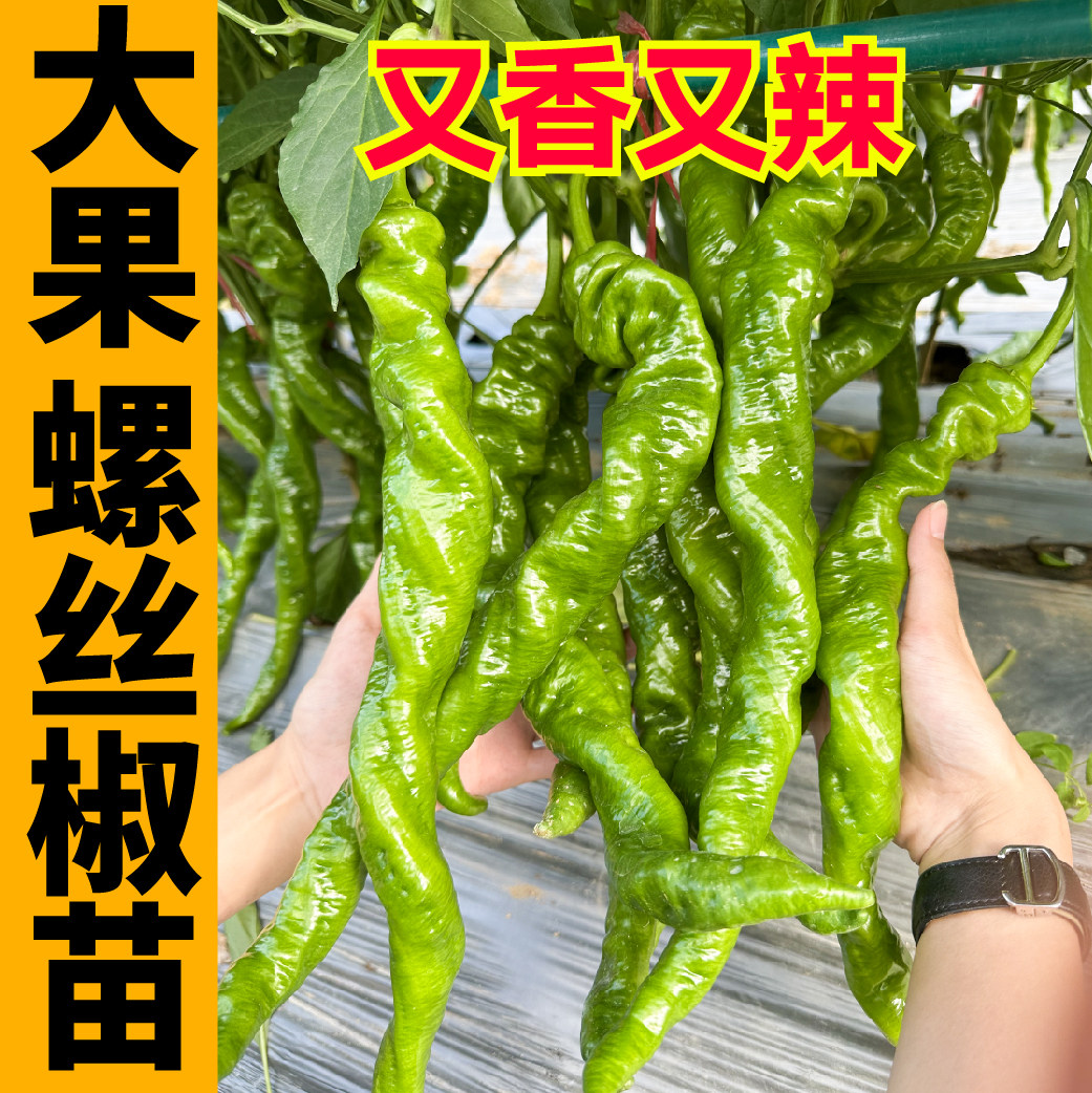 香辣大果螺丝椒苗秧高产种