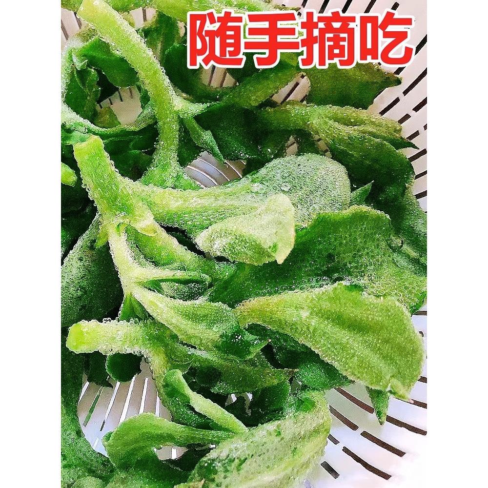水晶冰菜种子草苗冷籽阳台