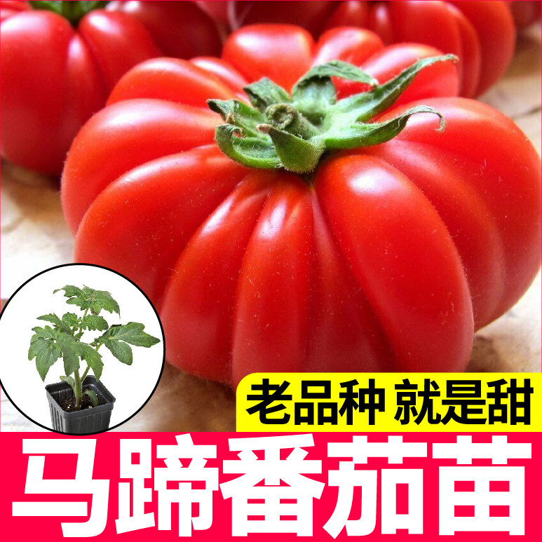 红马蹄番茄苗秧带土球特大
