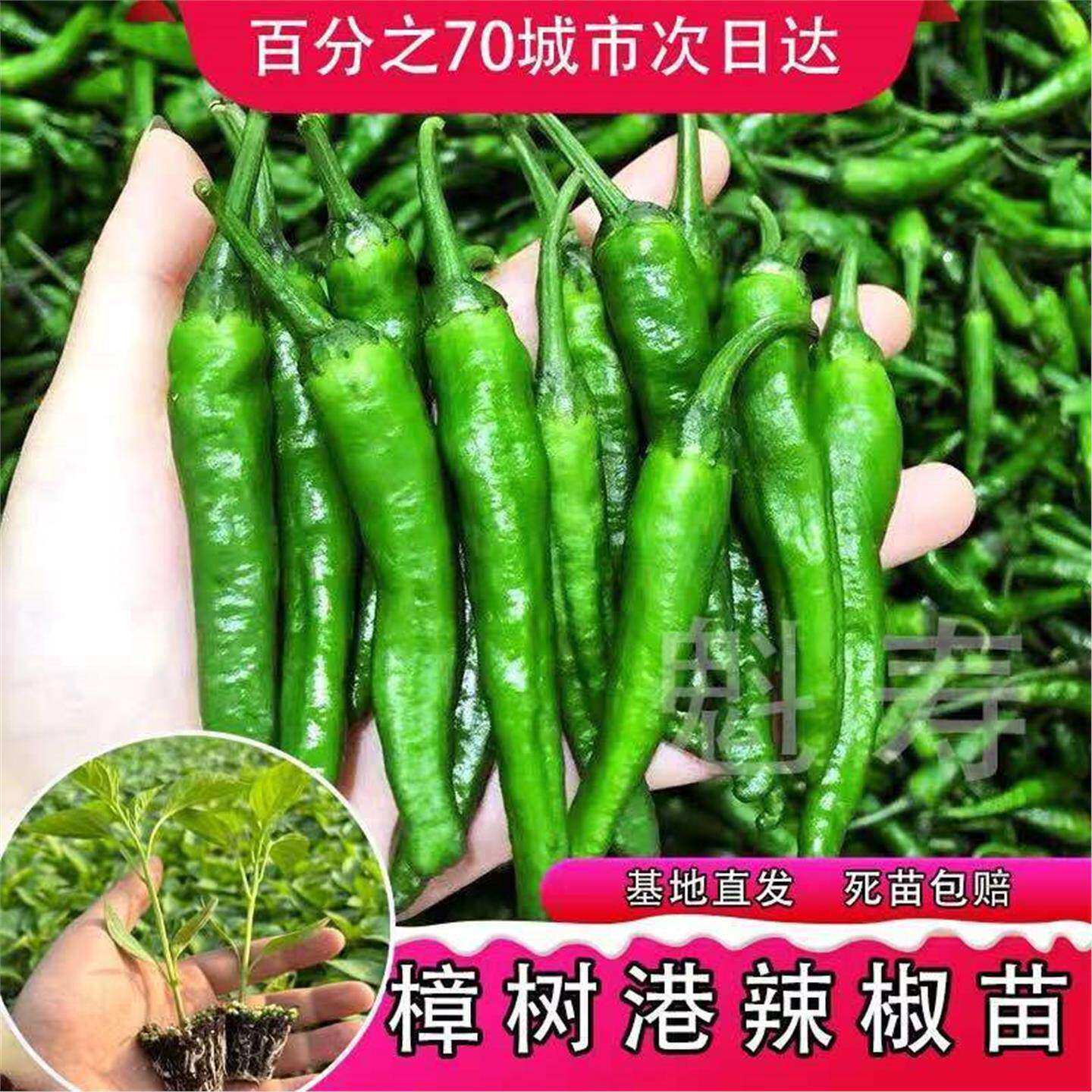 正宗湖南樟树港辣椒苗秧皮