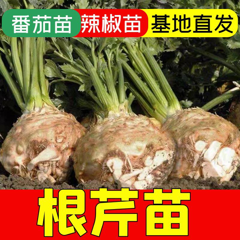 根芹苗子种秧食用菜块洋球