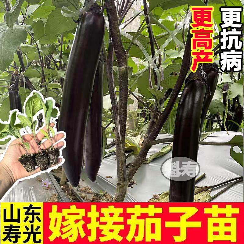 山东寿光嫁接茄子苗高产抗病嫁接紫把大长龙长茄黑宝圆茄秧苗种子