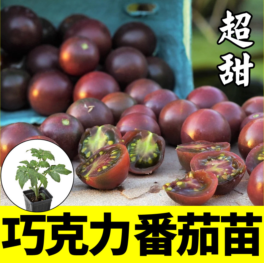 超甜紫黑色巧克力番茄种苗