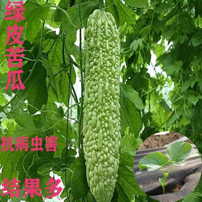 苦瓜苗秧本地丝辣椒高产特