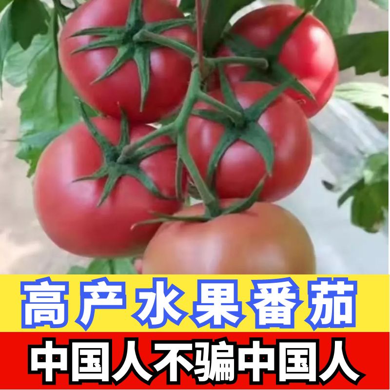 老品种番茄苗秧沙瓤西红柿