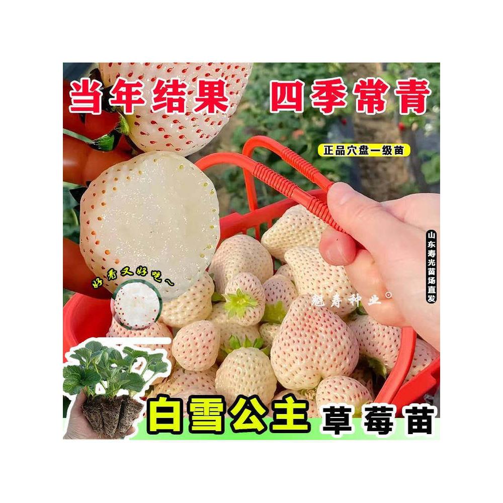 白雪草莓盆栽苗子秧冬季室