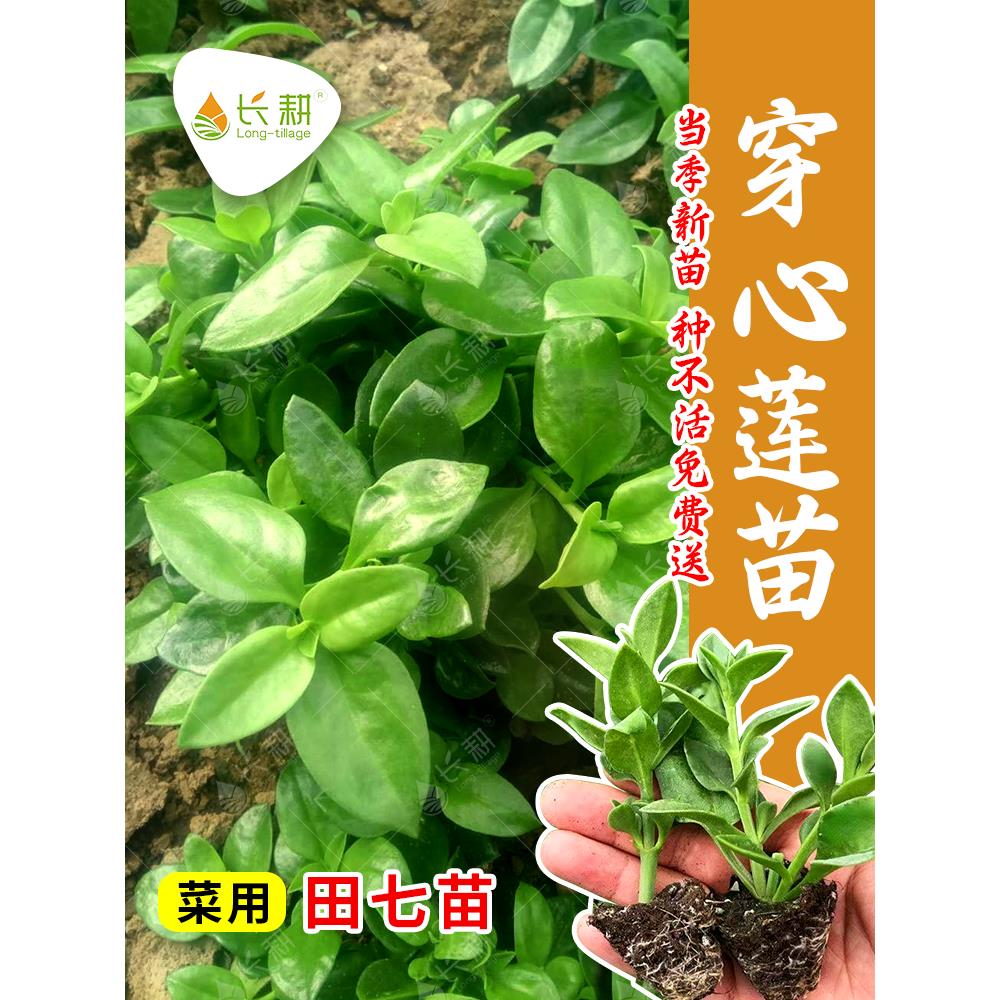 田七种苗穿心莲子春夏四季