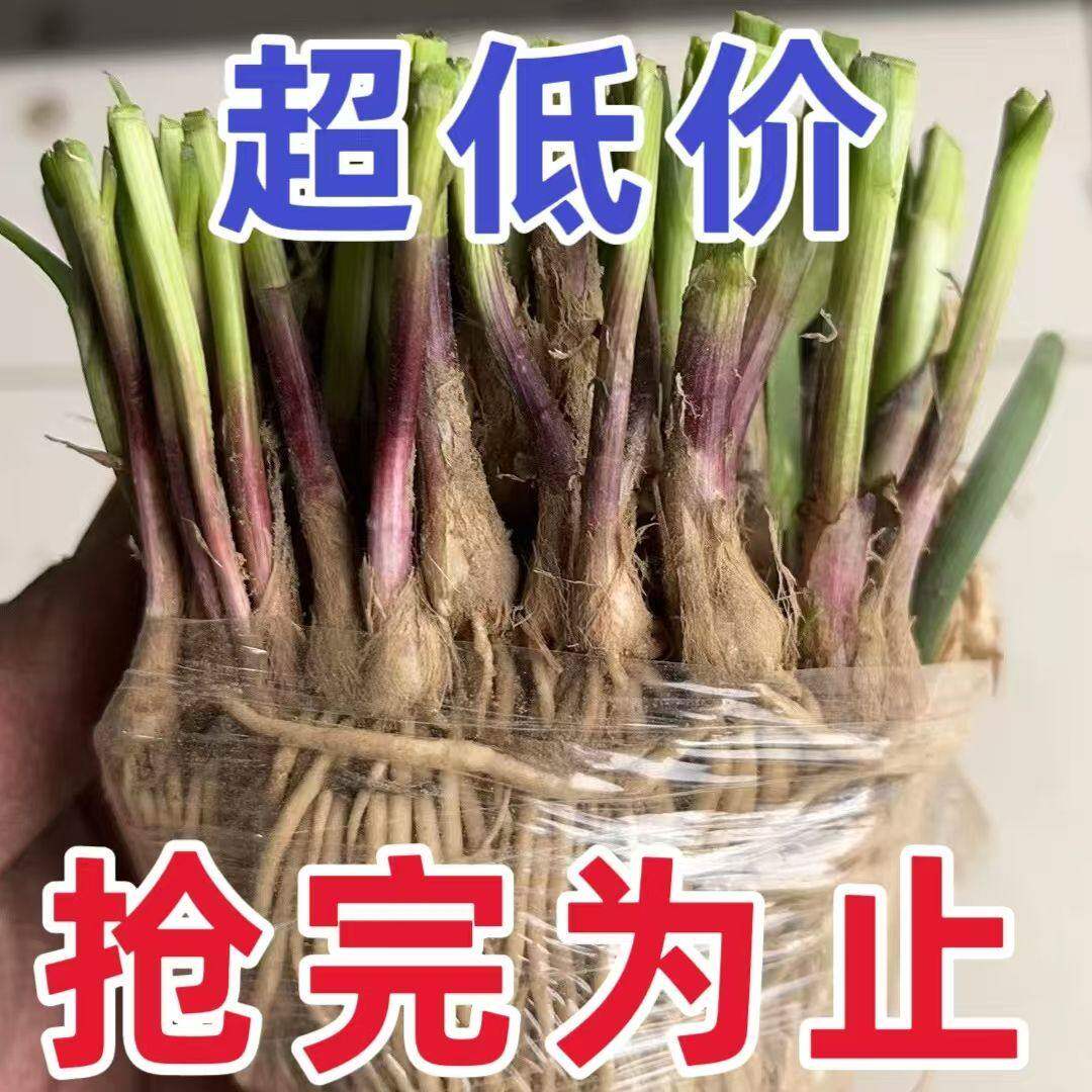 本店现挖大宽叶紫根韭菜苗