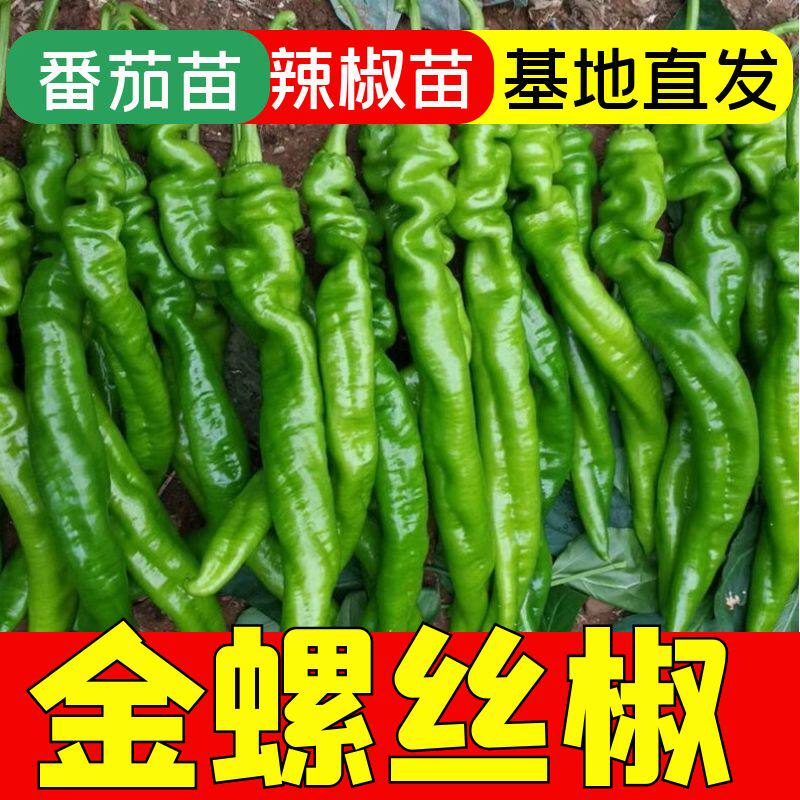 金螺丝秧苗正宗高产四季
