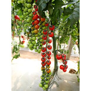 瀑布小番茄种子苗阳台种籽孑四季蔬菜盆栽圣女果菜苗西红柿秧苗春