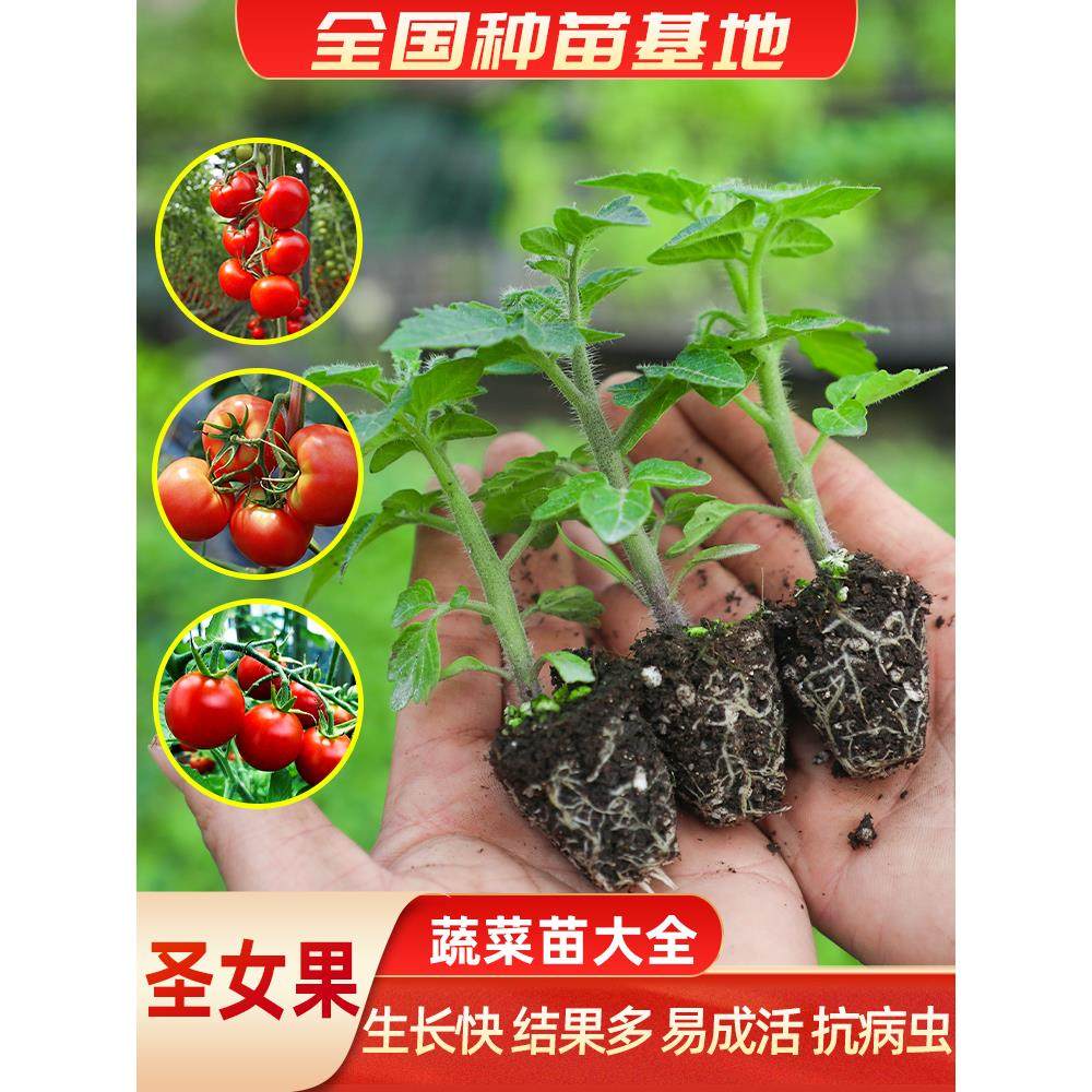 圣女果苗千禧小西红柿秧矮