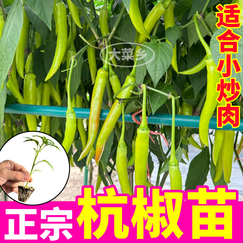 正宗杭椒辣苗秧四季特高产